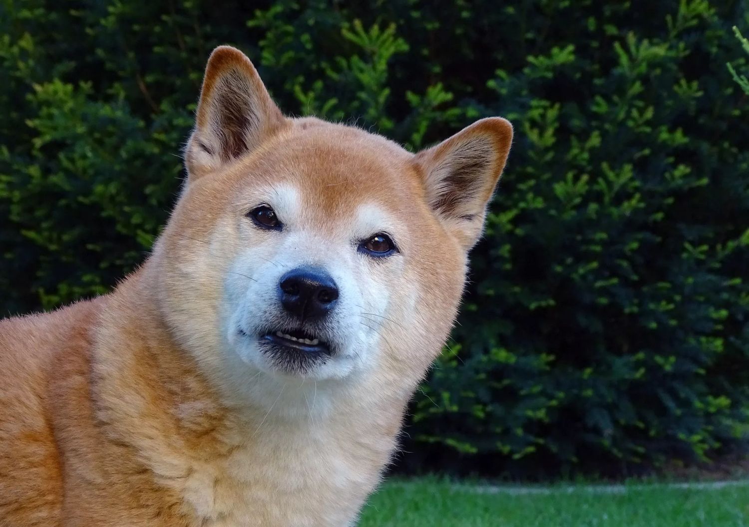 dog-3383461_1920.webp